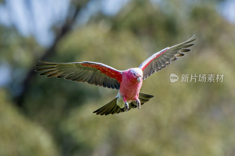 飞行杆(Eolophus roseicapilla)